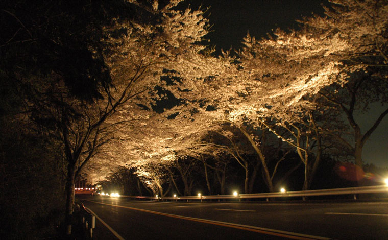 桜のトンネルまつり（写真提供：箱根ターンパイク株式会社）