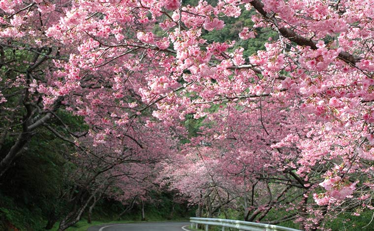 桜の季節は、車道がピンク色のトンネルに<br />
写真提供：本部町観光協会