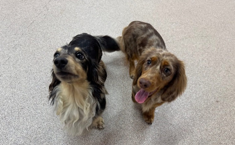 写真提供：羽田空港ペットホテル