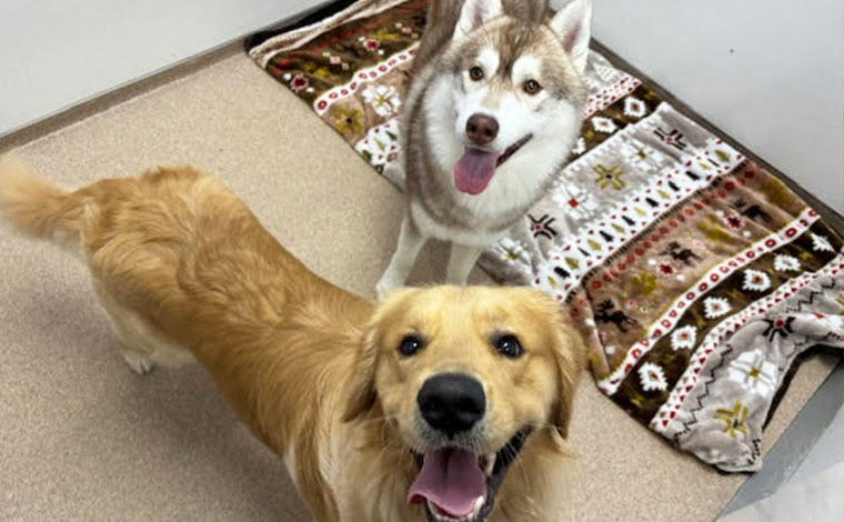 写真提供：羽田空港ペットホテル