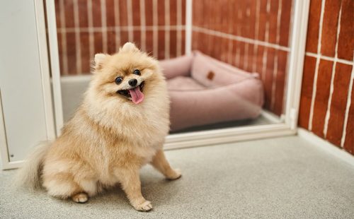 旅行中ペットはどうする？犬猫ウサギ、小鳥のペットホテル、シッター預け方と安心ポイント