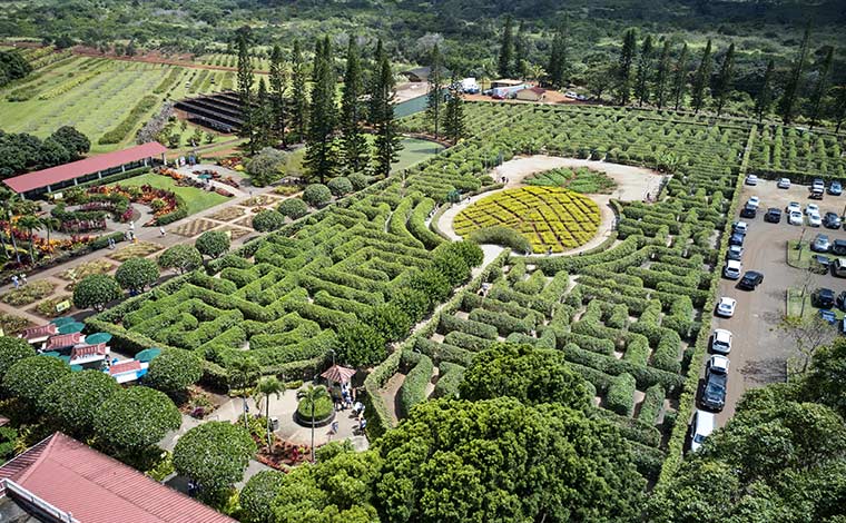 写真提供：ドールプランテーション