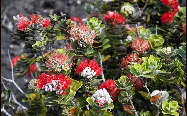 ハワイ島の花「オヒアレフア」